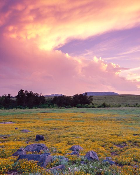 Representing Oklahoma is a view of thousands of yellow wildflowers in an open field at sunset. 