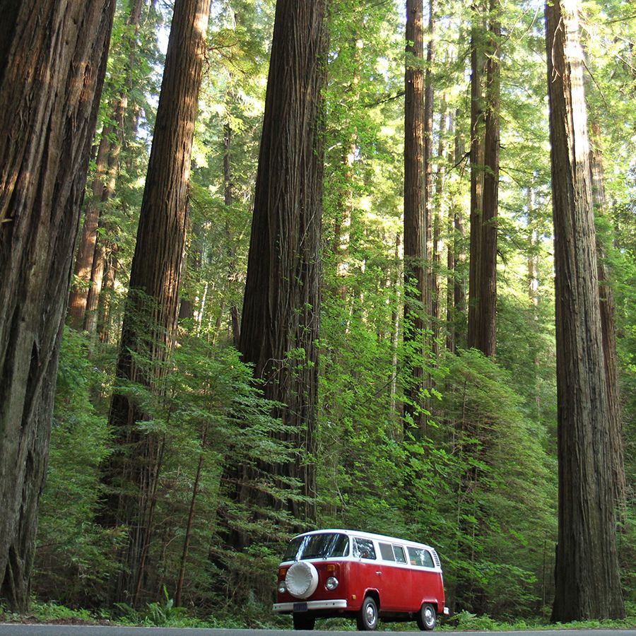 Tall redwood trees surround a red and white VW van.