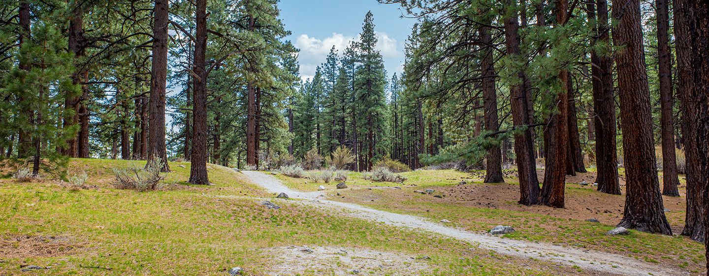 A forest with tall pine trees in the daytime in the state of Nevada.