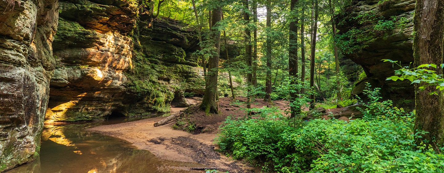 A forest and walking trail in Ohio.