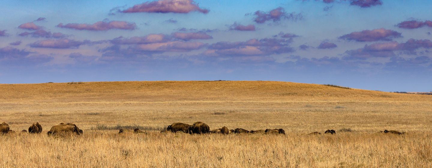 Natural yellow dry grass fields with clouds scattered throughout the sky in Oklahoma.